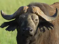 Similarities Between Bison and Buffalo