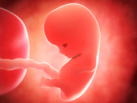 Similarities Between Zygote and Foetus