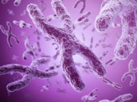 Similarities Between X Chromosome and Y Chromosome  