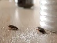 How to Get Rid and Prevent Cockroaches