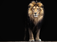 Similarities between Lion King and Hamlet