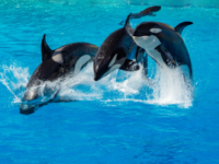 Why are Orca Whales Acting Strangely? 